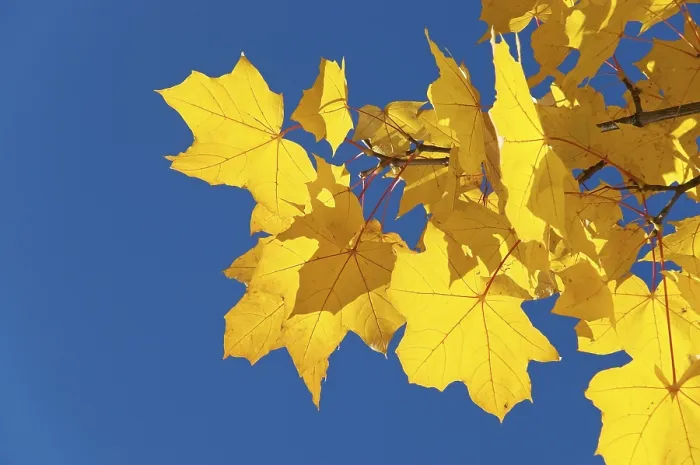 Gerahmter Druck : Herbstlaub der Ahornbäume Gerahmter Druck : Herbstlaub der Ahornbäume