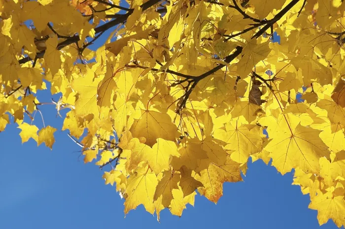 Gerahmter Druck : Herbstlaub der Ahornbäume Gerahmter Druck : Herbstlaub der Ahornbäume