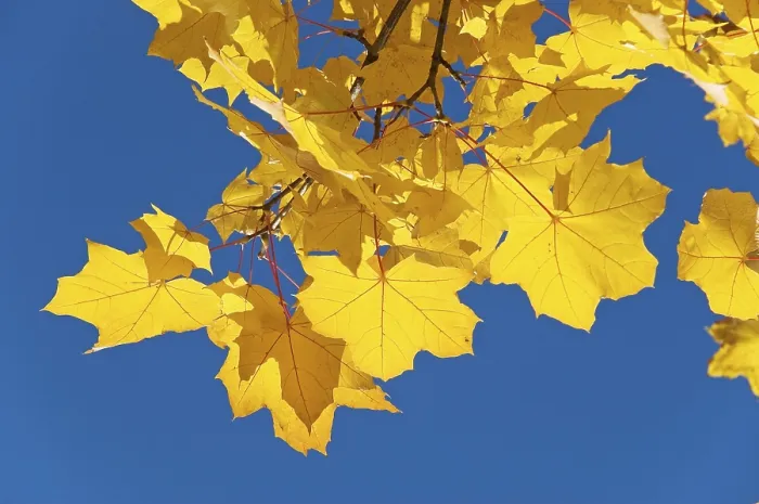 Gerahmter Druck : Herbstlaub der Ahornbäume Gerahmter Druck : Herbstlaub der Ahornbäume