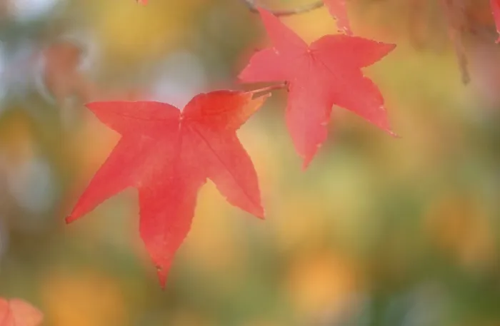 Gerahmter Druck : Herbstlaub der Ahornbäume Gerahmter Druck : Herbstlaub der Ahornbäume