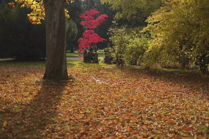 Gerahmter Druck : Ahorn, Ahornbaum, rot, Herbstblätter Gerahmter Druck : Ahorn, Ahornbaum, rot, Herbstblätter
