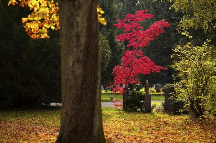 Gerahmter Druck : Kirsche, Kirschbaum, rot, Herbstblätter Gerahmter Druck : Kirsche, Kirschbaum, rot, Herbstblätter