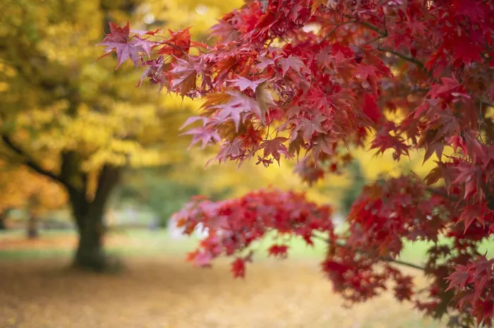 Gerahmter Druck : Kirsche, Kirschenbaum, rot, Herbstblätter. Gerahmter Druck : Kirsche, Kirschenbaum, rot, Herbstblätter.