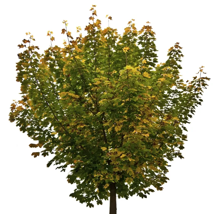 Gerahmter Druck : Ahorn (Acer) Gerahmter Druck : Ahorn (Acer)