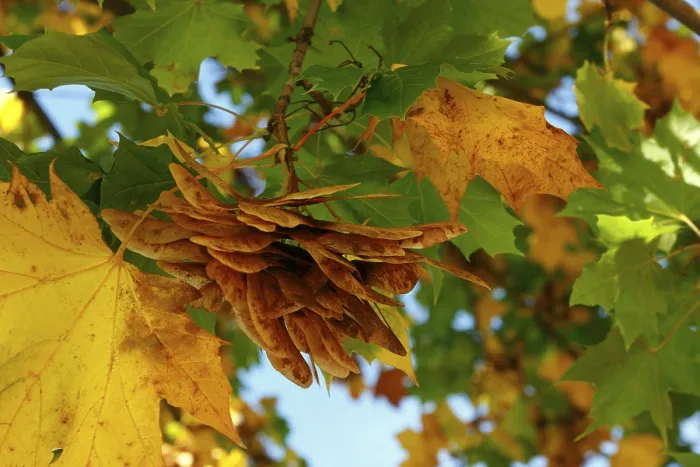 Gerahmter Druck : Ahornbaum (Acer) im Herbst. Gerahmter Druck : Ahornbaum (Acer) im Herbst.