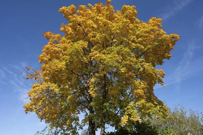 Gerahmter Druck : Ahornbaum (Acer) im Herbstfarben. Gerahmter Druck : Ahornbaum (Acer) im Herbstfarben.