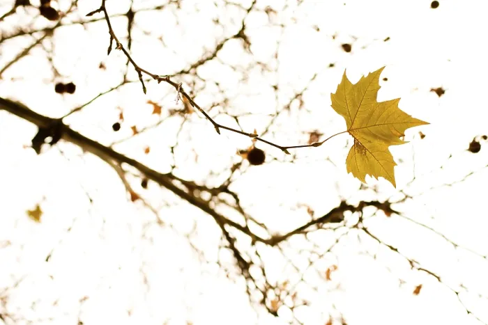 Gerahmter Druck : Ahornbaum (Acer) im Winter. Gerahmter Druck : Ahornbaum (Acer) im Winter.