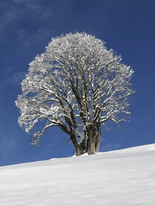 Gerahmter Druck : Kartoffelbaum an einem kalten Wintermorgen Gerahmter Druck : Kartoffelbaum an einem kalten Wintermorgen