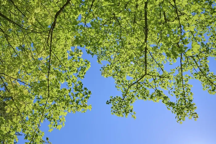 Gerahmter Druck : Ahornbaum, Blätter, Himmel, Frühling. Gerahmter Druck : Ahornbaum, Blätter, Himmel, Frühling.