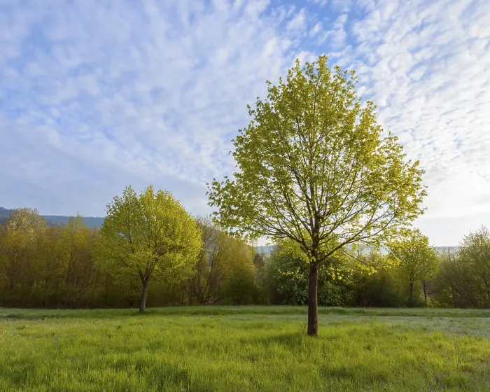 Gerahmter Druck : Kirschbaum im Frühjahr, Mondfeld Gerahmter Druck : Kirschbaum im Frühjahr, Mondfeld