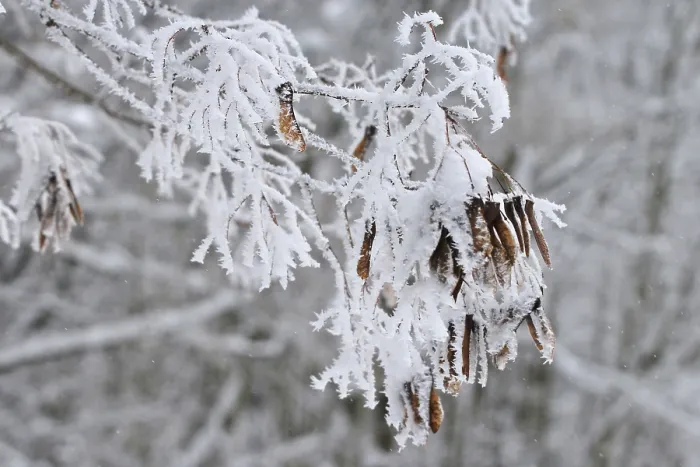 Gerahmter Druck : Winterlicher Ahornbaum in Deutschland Gerahmter Druck : Winterlicher Ahornbaum in Deutschland