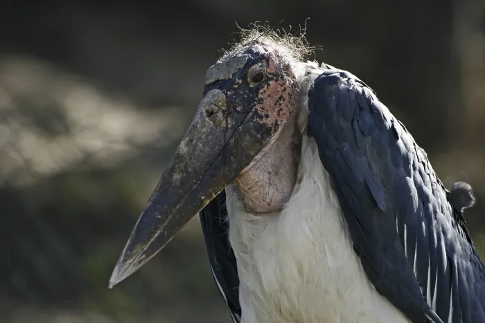 Gerahmter Druck : Marabou Gerahmter Druck : Marabou