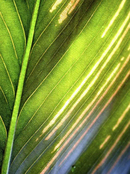 Gerahmter Druck : Maranta-Blatt-Detail / (Calathea spec.) Gerahmter Druck : Maranta-Blatt-Detail / (Calathea spec.)