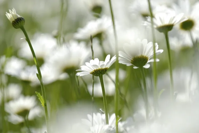 Gerahmter Druck : Margeriten-Chrysanthemen-Maximum Gerahmter Druck : Margeriten-Chrysanthemen-Maximum