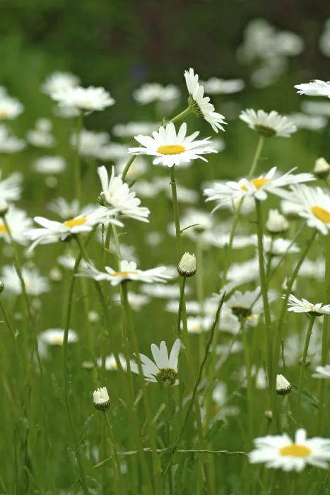 Gerahmter Druck : Margerite, Chrysanthemenmaximum Gerahmter Druck : Margerite, Chrysanthemenmaximum