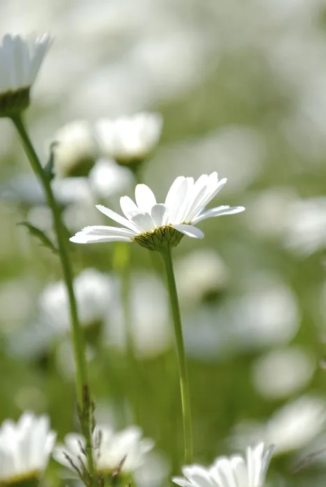 Gerahmter Druck : Margerite-Chrysanthemen-Maximum Gerahmter Druck : Margerite-Chrysanthemen-Maximum
