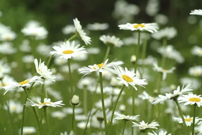 Gerahmter Druck : Margerite, Chrysanthemen Maximum Gerahmter Druck : Margerite, Chrysanthemen Maximum