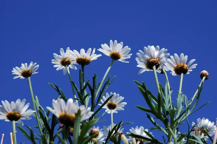 Gerahmter Druck : Marguerite Gerahmter Druck : Marguerite
