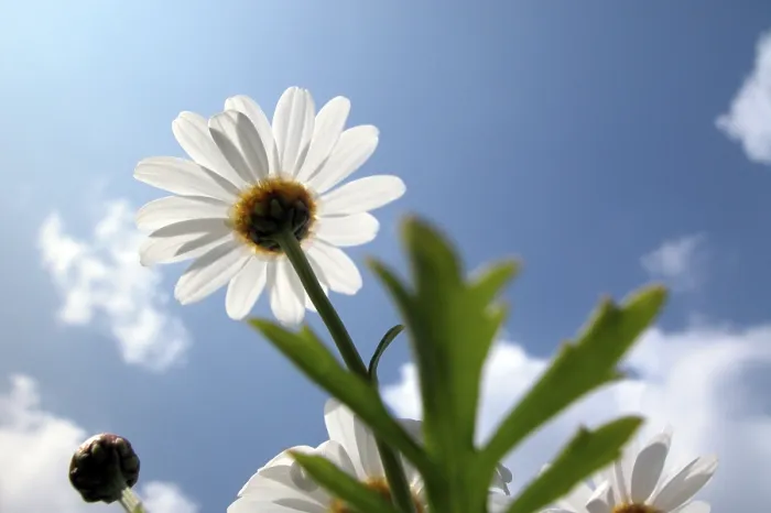Gerahmter Druck : Marguerite Gerahmter Druck : Marguerite