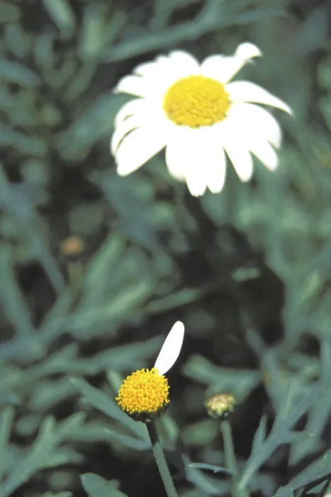 Gerahmter Druck : Marguerite Gerahmter Druck : Marguerite