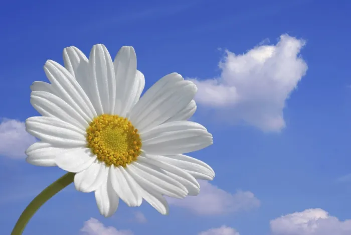 Gerahmter Druck : Marguerite Gerahmter Druck : Marguerite