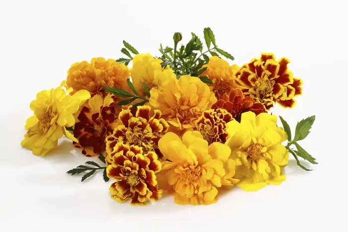 Gerahmter Druck : Marigold Gerahmter Druck : Marigold