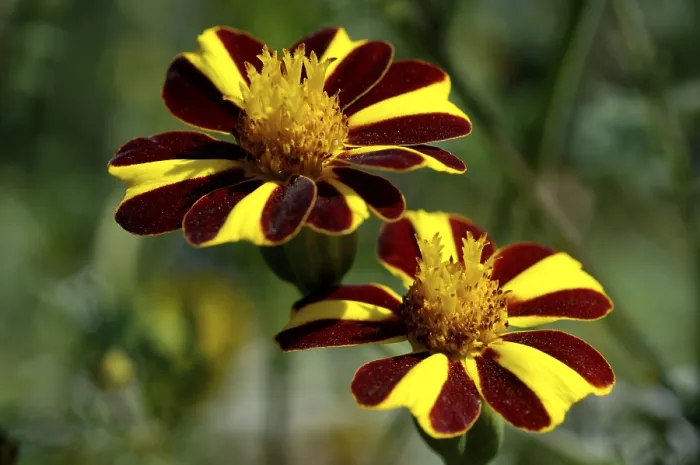 Gerahmter Druck : Marigold Tagetes Gerahmter Druck : Marigold Tagetes