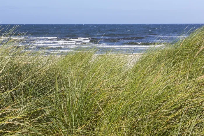 Gerahmter Druck : Marramgras vor dem Meer. Gerahmter Druck : Marramgras vor dem Meer.