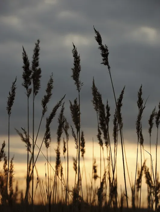 Gerahmter Druck : Marsh Gerahmter Druck : Marsh