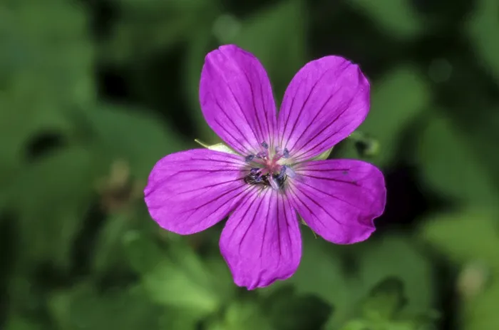 Gerahmter Druck : Sumpf-Storchenschnabel (Geranium palustre) Gerahmter Druck : Sumpf-Storchenschnabel (Geranium palustre)
