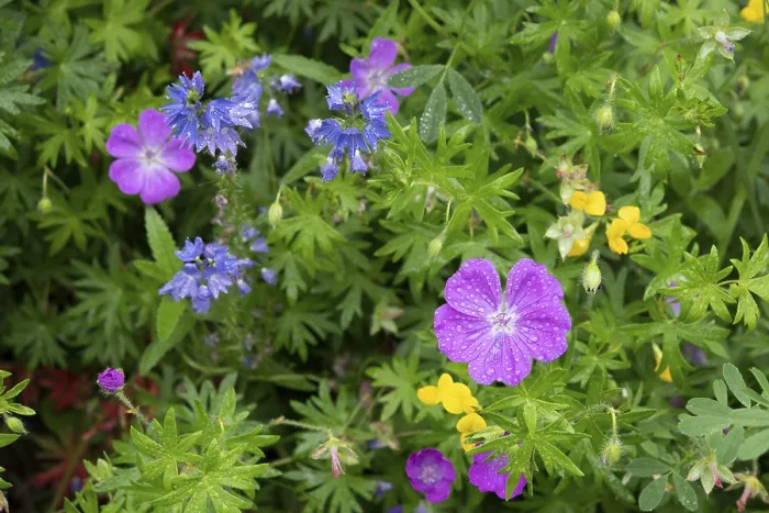 Gerahmter Druck : Sumpf-Stechginster (Geranium palustre) Gerahmter Druck : Sumpf-Stechginster (Geranium palustre)