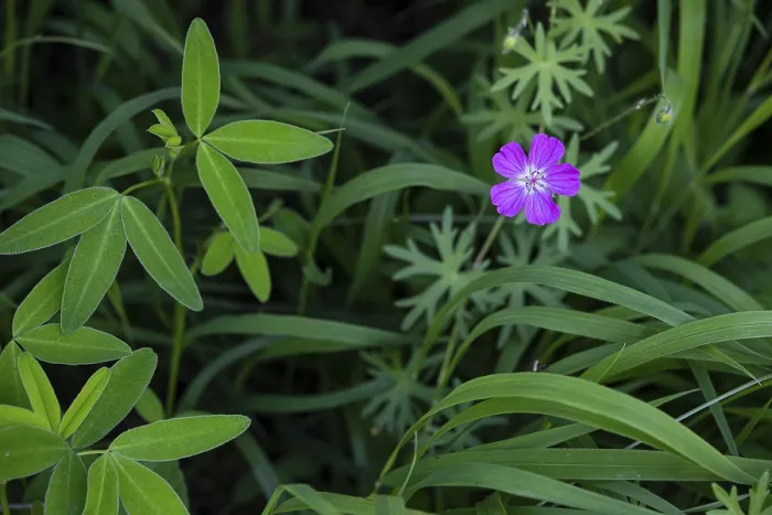 Gerahmter Druck : Sumpf-Stechmalve (Geranium palustre) Gerahmter Druck : Sumpf-Stechmalve (Geranium palustre)