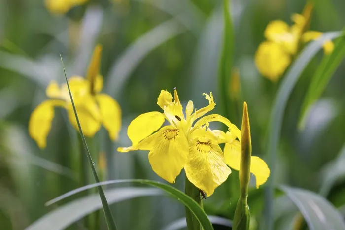 Gerahmter Druck : Schil iris (Iris pseudacorus), Deutschland Gerahmter Druck : Schil iris (Iris pseudacorus), Deutschland