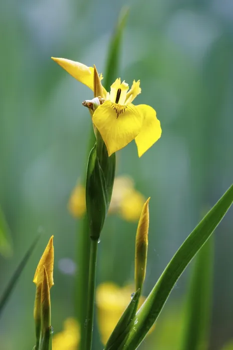 Gerahmter Druck : Sumpfiris (Iris pseudacorus), Deutschland. Gerahmter Druck : Sumpfiris (Iris pseudacorus), Deutschland.