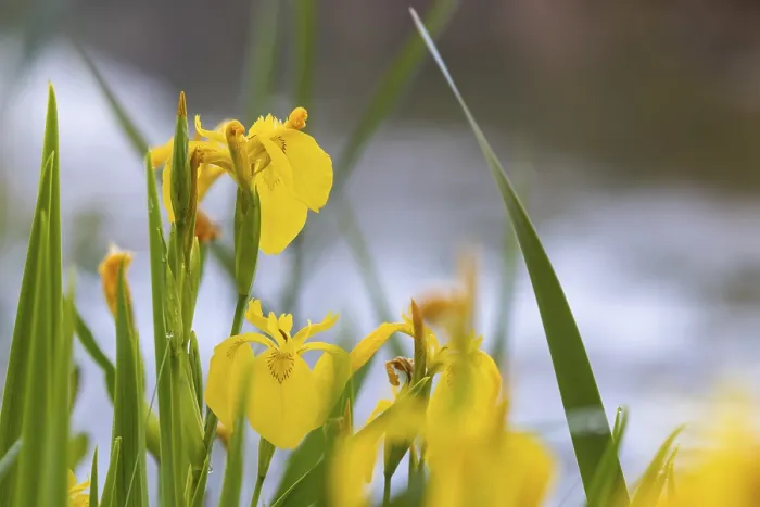 Gerahmter Druck : Marsh iris (Iris pseudacorus) am Wasser, Liliengewächse (Liliaceae), blühend, Frühling, Wilhelmsdorf, Pfrunger-Burgweiler Ried, Baden-Württemberg Gerahmter Druck : Marsh iris (Iris pseudacorus) am Wasser, Liliengewächse (Liliaceae), blühend, Frühling, Wilhelmsdorf, Pfrunger-Burgweiler Ried, Baden-Württemberg