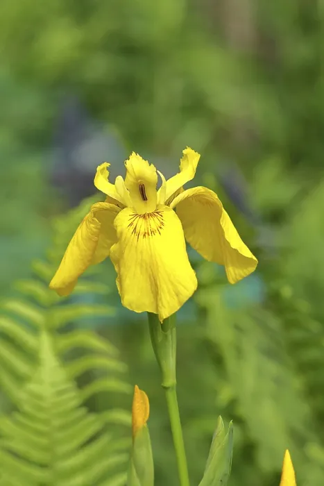 Gerahmter Druck : Schilfrose (Iris pseudacorus), gelbe Blüte in einem Teich. Gerahmter Druck : Schilfrose (Iris pseudacorus), gelbe Blüte in einem Teich.