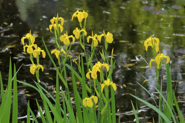 Gerahmter Druck : Sumpfiris am Teich, Sumpfiris. Gerahmter Druck : Sumpfiris am Teich, Sumpfiris.