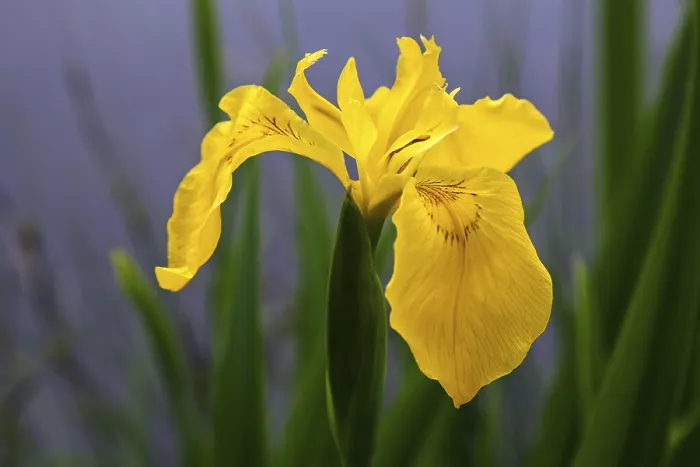 Gerahmter Druck : Sumpfiris, Gelb iris (Iris pseudacorus) Gerahmter Druck : Sumpfiris, Gelb iris (Iris pseudacorus)
