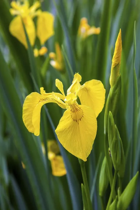 Gerahmter Druck : Sumpfiris, Gelb iris (Iris pseudacorus)