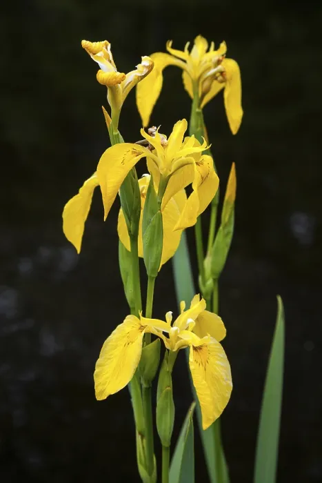 Gerahmter Druck : Sumpfiris, Gelbe Iris (Iris pseudacorus) Gerahmter Druck : Sumpfiris, Gelbe Iris (Iris pseudacorus)