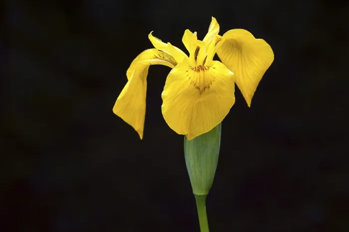 Gerahmter Druck : Gelbe Teichscharte (Iris pseudacorus) in Oberstdorf, Oberallgäu, Allgäu, Bayern, Deutschland Gerahmter Druck : Gelbe Teichscharte (Iris pseudacorus) in Oberstdorf, Oberallgäu, Allgäu, Bayern, Deutschland