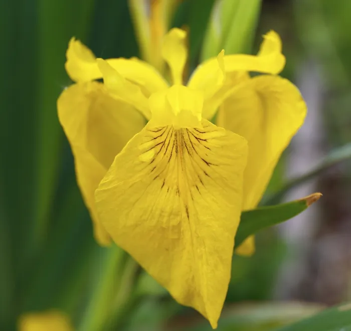 Gerahmter Druck : Sumpfiris, Gelbe Iris (Iris pseudacorus)