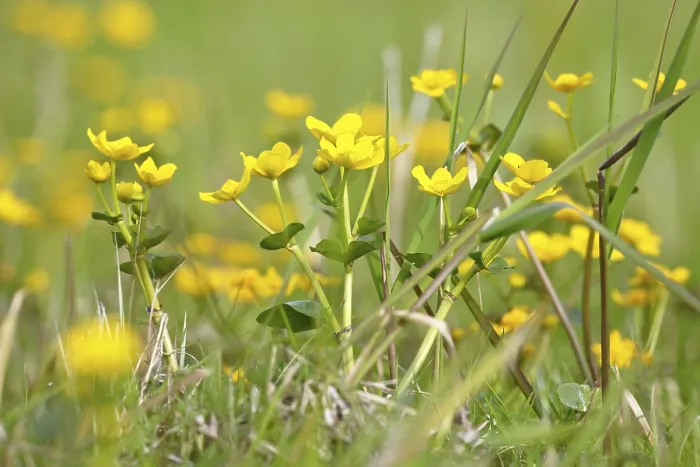Gerahmter Druck : Sumpfmariegold (Caltha palustris) Gerahmter Druck : Sumpfmariegold (Caltha palustris)