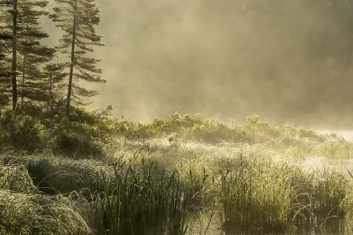 Gerahmter Druck : Sumpfland und Nebel am Morgen. Gerahmter Druck : Sumpfland und Nebel am Morgen.