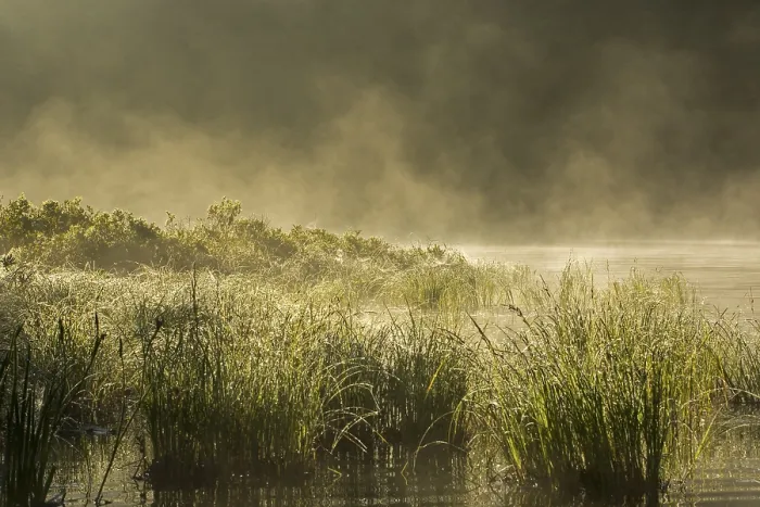 Gerahmter Druck : Sumpfland und Nebel am Morgen. Gerahmter Druck : Sumpfland und Nebel am Morgen.
