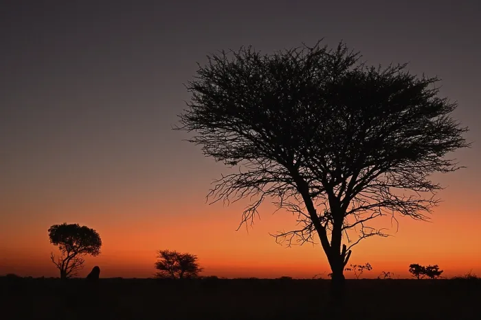 Gerahmter Druck : Marula-Baum bei Sonnenuntergang, Namibia. Gerahmter Druck : Marula-Baum bei Sonnenuntergang, Namibia.