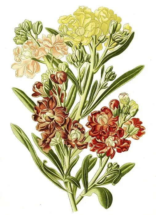 Gerahmter Druck : Mathiola annua, Levkoje, digital Gerahmter Druck : Mathiola annua, Levkoje, digital