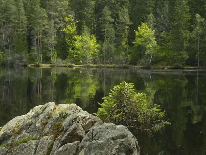 Gerahmter Druck : Mathisleweiher, Moorsee, Reflexion. Gerahmter Druck : Mathisleweiher, Moorsee, Reflexion.