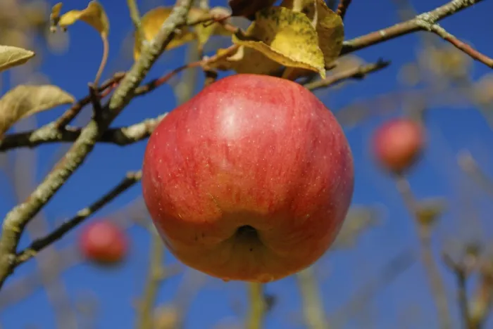 Gerahmter Druck : Ein reifes Apfel auf einem Apfelbaum. Gerahmter Druck : Ein reifes Apfel auf einem Apfelbaum.