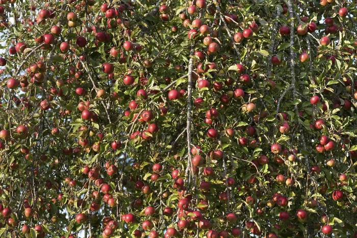 Gerahmter Druck : Reife Apfelsorten (Malus) am Apfelbaum Gerahmter Druck : Reife Apfelsorten (Malus) am Apfelbaum